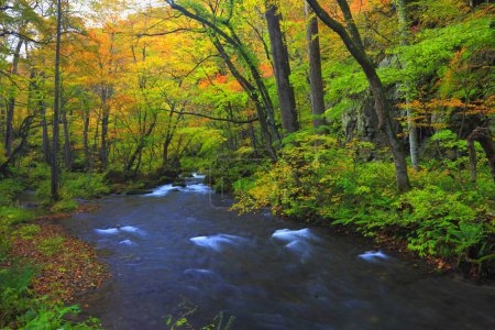 Foto de Bosque de otoño colorido con río que fluye - Imagen libre de derechos