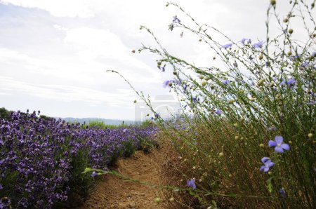 Photo for Lavender field in spain - Royalty Free Image