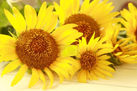 Photo for Close up of Sunflowers with leaves - Royalty Free Image