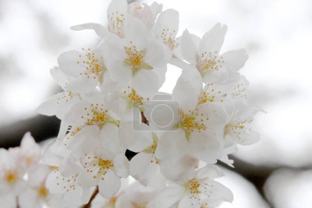 Photo for White flowers on the branch - Royalty Free Image