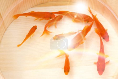 Foto de Dos peces de colores en el acuario en el fondo, de cerca - Imagen libre de derechos