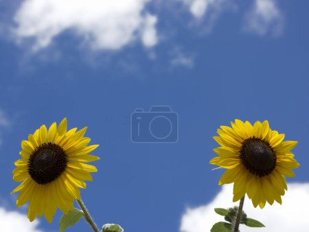 Téléchargez les photos : Tournesols en été contre ciel bleu - en image libre de droit