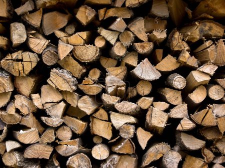 Photo for Piles of stacked firewood in a forest - Royalty Free Image