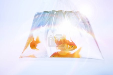 Téléchargez les photos : Trois poissons rouges en aquarium avec fusée éclairante - en image libre de droit