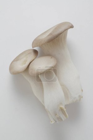 Photo for A group of mushrooms on a white background, close up - Royalty Free Image