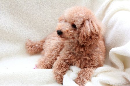 Photo for Portrait of a cute maltipoo dog on background - Royalty Free Image