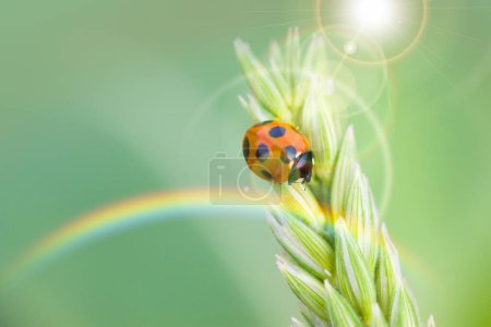 Photo for Ladybug on a green grass. close up. rainbow on green background - Royalty Free Image