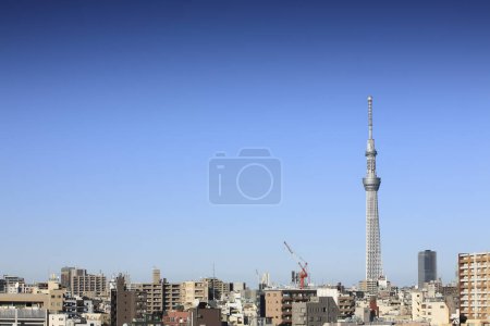 Téléchargez les photos : Tokyo Ciel arbre sur fond bleu ciel - en image libre de droit
