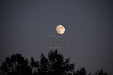 Téléchargez les photos : Lune sur le ciel avec des cimes d'arbres - en image libre de droit