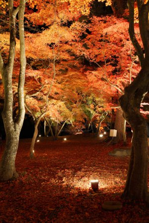 Téléchargez les photos : Beaux paysages d'automne dans la forêt - en image libre de droit