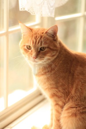 Foto de Lindo gato rojo en un alféizar de ventana en casa - Imagen libre de derechos