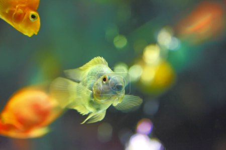 Téléchargez les photos : Beau poisson en aquarium sur fond, gros plan - en image libre de droit