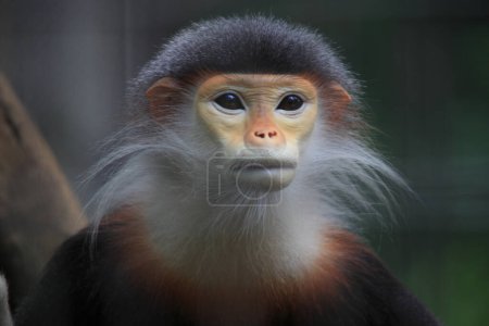 Téléchargez les photos : Portrait de singe dans le zoo - en image libre de droit