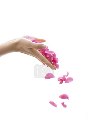 Photo for Person holding a rose petals in hands - Royalty Free Image