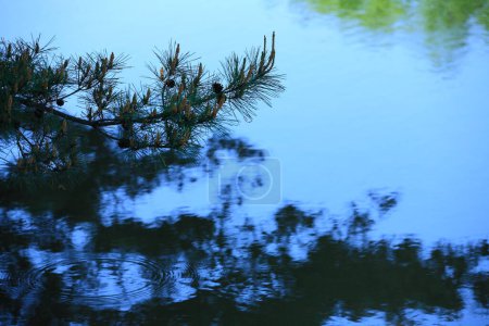 Téléchargez les photos : Un arbre dans le lac - en image libre de droit