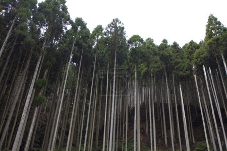 Téléchargez les photos : Forêt de pins, flore naturelle - en image libre de droit