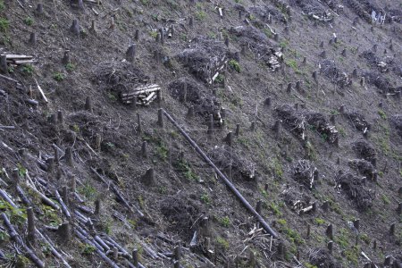 Téléchargez les photos : Scierie, vestiges d'un arbre sur une colline - en image libre de droit