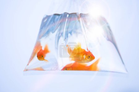 Foto de Peces dorados dentro del acuario con fondo claro - Imagen libre de derechos