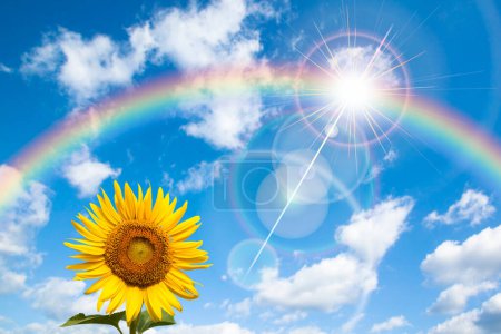 Photo for Sunflower and rainbow in a sunny day - Royalty Free Image