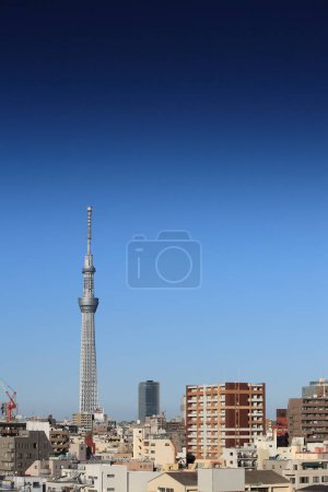 Tokio Árbol del cielo sobre fondo azul del cielo