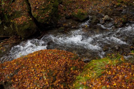belle vue sur la rivière flashy dans la forêt d'automne