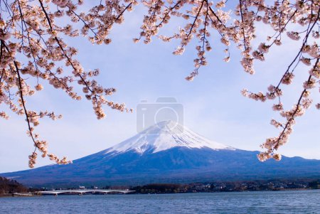 Téléchargez les photos : Belles fleurs de cerisier et le mont Fuji au Japon - en image libre de droit
