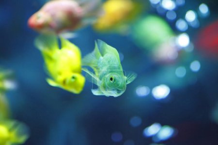 Photo for Beautiful fish in aquarium on background, close up - Royalty Free Image