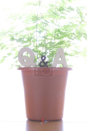 Téléchargez les photos : Q et un symbole et une plante en pot vert. concept des réponses aux questions. - en image libre de droit