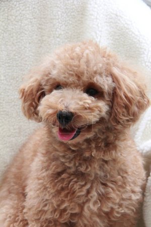 Téléchargez les photos : Portrait d'un chien maltipoo mignon sur fond - en image libre de droit