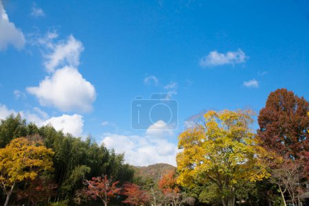 Téléchargez les photos : Feuillage coloré dans une journée ensoleillée d'automne - en image libre de droit
