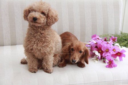 Téléchargez les photos : Petits chiens à l'intérieur de la maison, gros plan - en image libre de droit