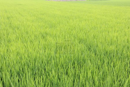 Photo for Rice field in the morning - Royalty Free Image