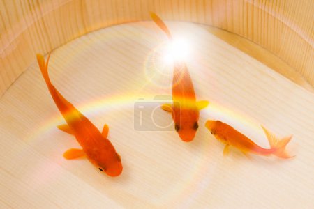 Téléchargez les photos : Trois poissons d'or dans l'eau sur le fond, gros plan - en image libre de droit