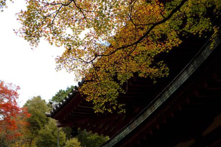 Téléchargez les photos : Beau paysage d'automne avec des feuilles d'arbre colorées - en image libre de droit