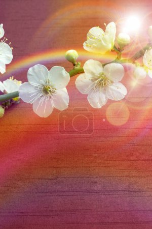 Téléchargez les photos : Belles fleurs printanières sur fond rouge - en image libre de droit