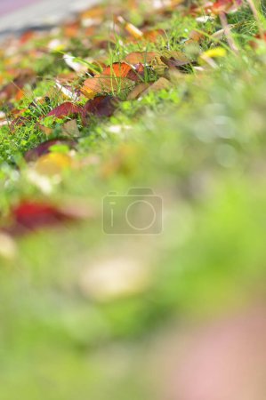 Téléchargez les photos : Vue rapprochée des feuilles d'automne colorées tombées dans l'herbe dans le parc - en image libre de droit