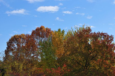 Téléchargez les photos : Paysage d'automne avec arbres - en image libre de droit