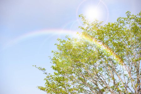 Téléchargez les photos : Arc-en-ciel sur les arbres verts - en image libre de droit