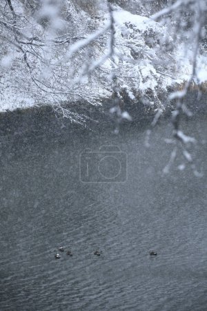 Photo for Winter landscape with snowy trees and lake - Royalty Free Image