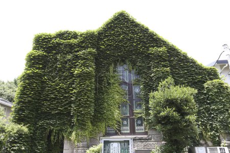 Téléchargez les photos : Belle vue sur la vieille maison dans les plantes vertes - en image libre de droit