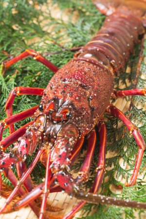 Photo for Close-up view of delicious seafood. lobster cooking in bamboo bowl - Royalty Free Image