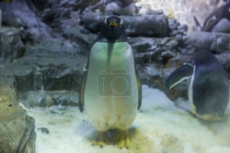 Téléchargez les photos : Mignon pingouin dans le zoo - en image libre de droit