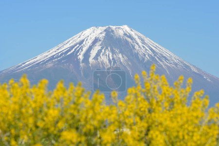 Téléchargez les photos : Belle montagne fuji et fleurs jaunes au Japon sur fond de nature - en image libre de droit