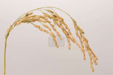 Photo for Dry rice ear isolated on white background - Royalty Free Image