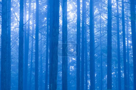 Téléchargez les photos : Belle vue sur la forêt d'été avec des arbres verts et du brouillard le matin - en image libre de droit