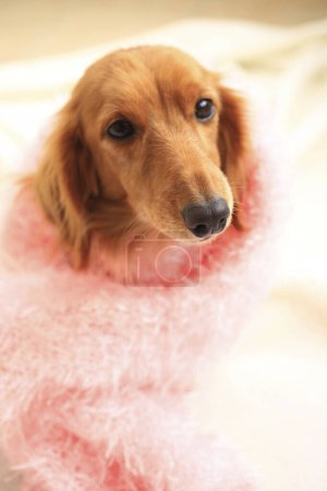 Photo for Portrait of cute dog in pink scarf - Royalty Free Image