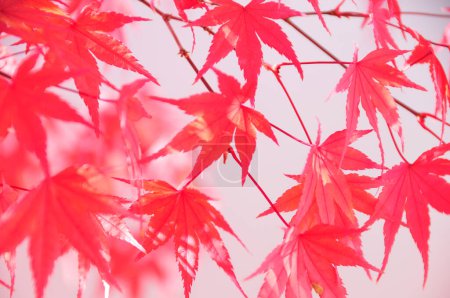 Photo for Beautiful red maple leaves in autumn season - Royalty Free Image