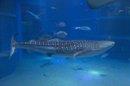 Foto de Tiburón grande en un acuario grande - Imagen libre de derechos