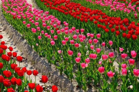 Foto de Campo de hermosas flores de tulipanes rojos florecientes - Imagen libre de derechos