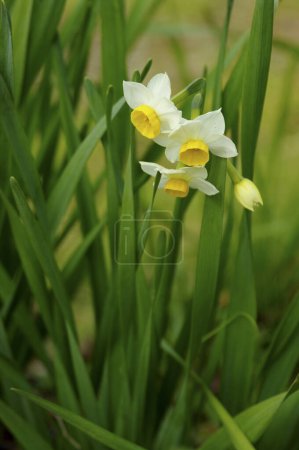 Téléchargez les photos : Belles fleurs jaunes de jonquille dans le jardin de printemps - en image libre de droit